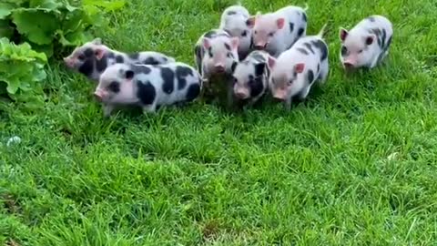 farm#pigs#minipig#farmhouse