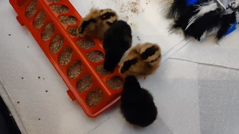 One day old chicks