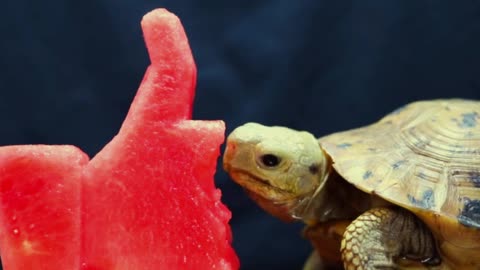 Tortoise ASMR Eating Watermelon MUKBANG