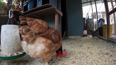 Backyard Chickens Pecking Scratching Hens Roosters Sounds Noises!