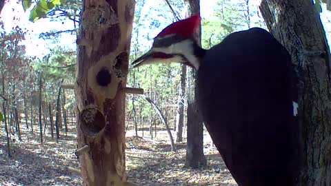 pileated woodpeckers at the suet feeder