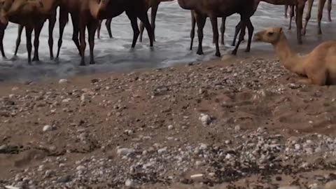 "Sand, Sun, and Shifting Sands: A Picture-Perfect Beach Day with a Camel Herd!"