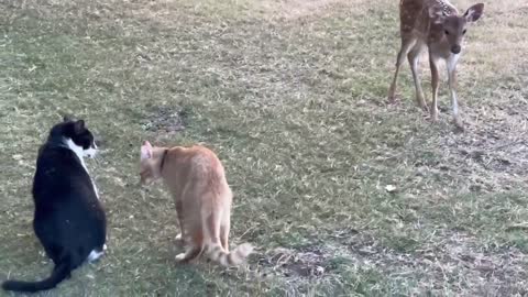 Fawn watches cats playing in disbelief