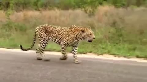 Lizard VS Leopard attractive scene || A leopard attacked lizard but don't kill