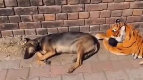 Prank dog with tiger doll so funny 2021