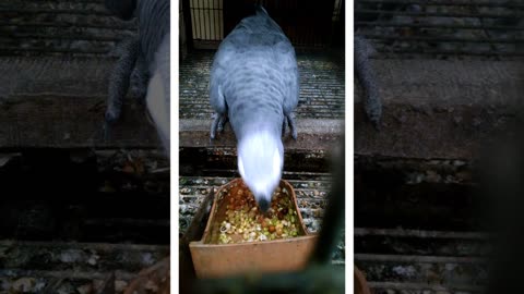 A Closer Look at African Grey Parrots Eating Soft Food from My Hand