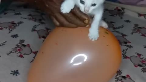 funny baloon cat