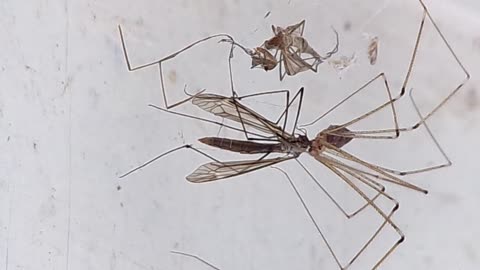 Cellar spider eating a Crane fly