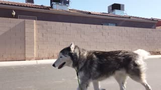 Light running with my Husky