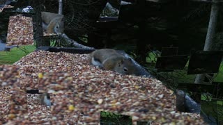 08-29-2021 Birds Bird Feeder Picture slide show