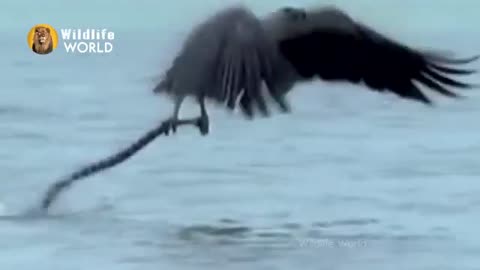 Eagles captures a Goat | Amazing Raptors and Eagle Attacks.
