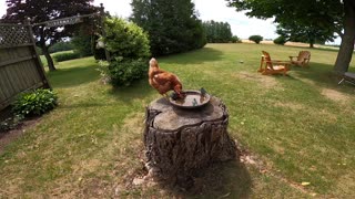 Adorable chicken thinks birdbath is for her