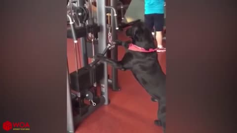 Dog Doing Gym