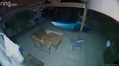 Bear Takes Nighttime Swim In California Pool