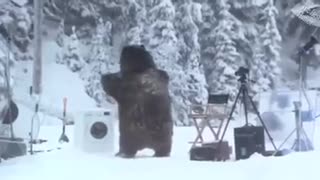 A bear attacked people while they were camping