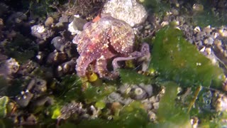 How the octopus walks on the sea floor