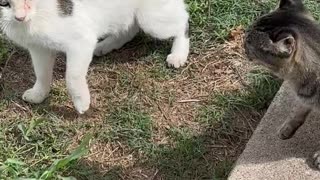 Rescuing A Cat Stuck In Plastic