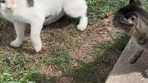 Rescuing A Cat Stuck In Plastic