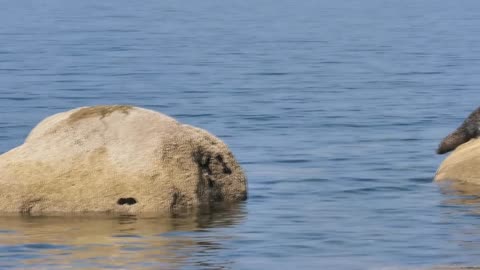 Seal Rescued From Giant Hook