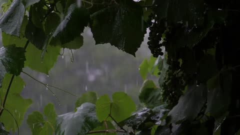 Rain Ambience - Rain Sounds for Sleeping - Beat Insomnia, Relax, Study, Reduce Stress.