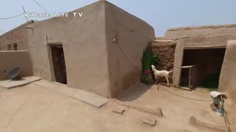 Mud houses living | Traditional village life of Punjab | oldest village life
