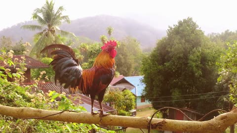 The Science Behind Rooster Morning Crow