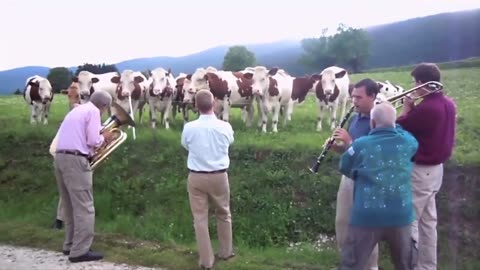 Cows and POWER OF MUSIC 🎼🎷📢