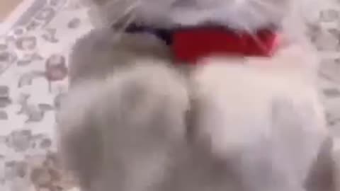 Funny cats video😺😸