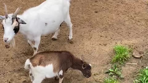 Baby goat headbutting