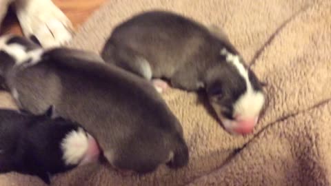 4 Day Old Newborn Siberian Husky Puppies with Mommy