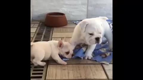 Funny dog Puppies