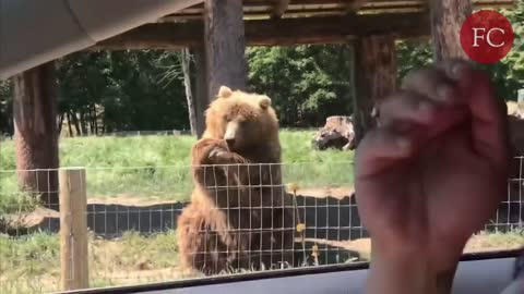 Waving bear shows off catching skills | Funny Clips