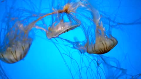 "Into the Blue: Captivating Underwater Scenes"