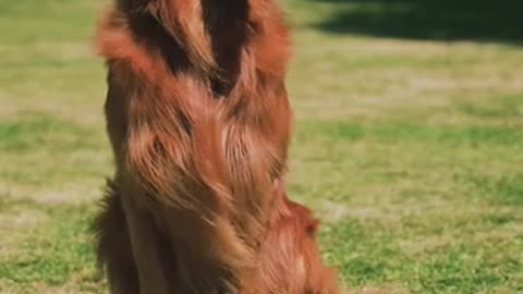 Beautiful Dog In The Park Sitting On The Ground..