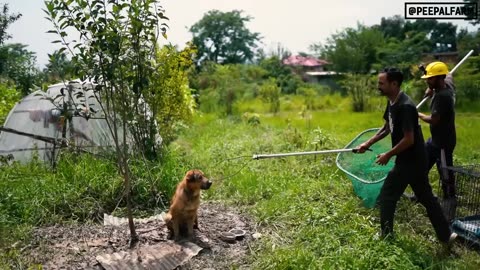 One preventable mistake overnight turned this dog aggressive