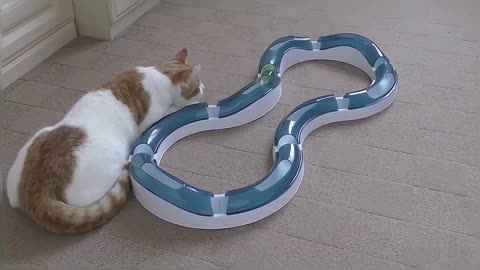 Cat Playing With Catit Design Senses Super Roller Circuit