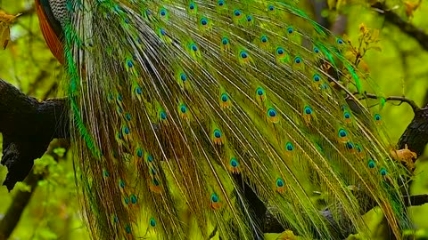 "Joyful Peacock: A Jungle Wildlife Snapshot Video"