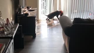 Puppy Practices Poor Coordination