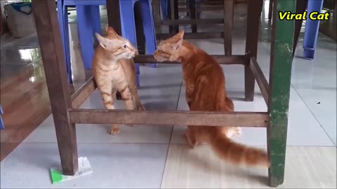 Cats Fighting and Meowing - These Two are Bloody Brothers | Viral Cat