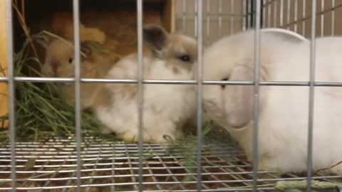 Adorable baby bunnies eat some hay