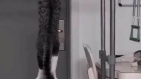 Funny cat does pull-ups video 😸😻😄😍