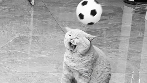 The Cat football | LOL