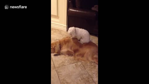 That's the spot! Small dog sits on top of golden retriever and gives it back scratches