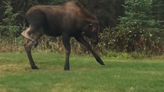 Baby Moose Testing Mama Moose in Yard