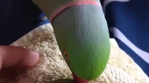 funny parrot copying cat #parrot #funny #trending #viral #tiktok #pet #talkingparrot #bird #cat