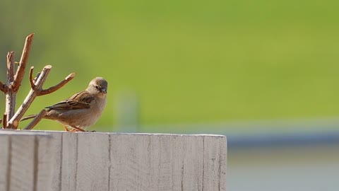 Sparrow Bird Hop Dance Feather Fluffy Funny