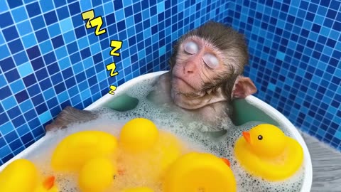 Monkey Baby Bon Bon oes take a shower in the bathroom and plays with Ducklings in the bathtub