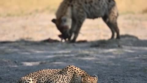 Hyenas rob the strong to eat meat and the weak to drink water hyenas leopard