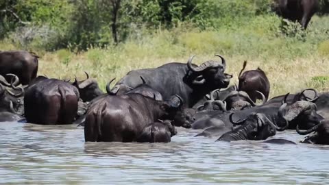 Buffalo in Water Free Animal Videos