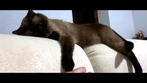 Funny cat video. Cute cat video
